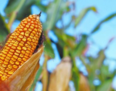 Se proyecta que México será el principal comprador global de maíz para 2035, transformando su economía agrícola.