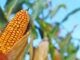 Se proyecta que México será el principal comprador global de maíz para 2035, transformando su economía agrícola.