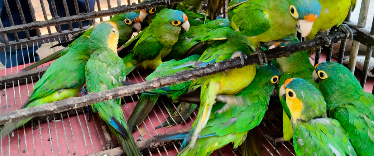 Profepa recupera 83 aves en Pátzcuaro por irregularidades legales