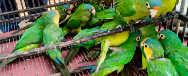 Profepa recupera 83 aves en Pátzcuaro por irregularidades legales