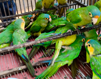 Profepa recupera 83 aves en Pátzcuaro por irregularidades legales