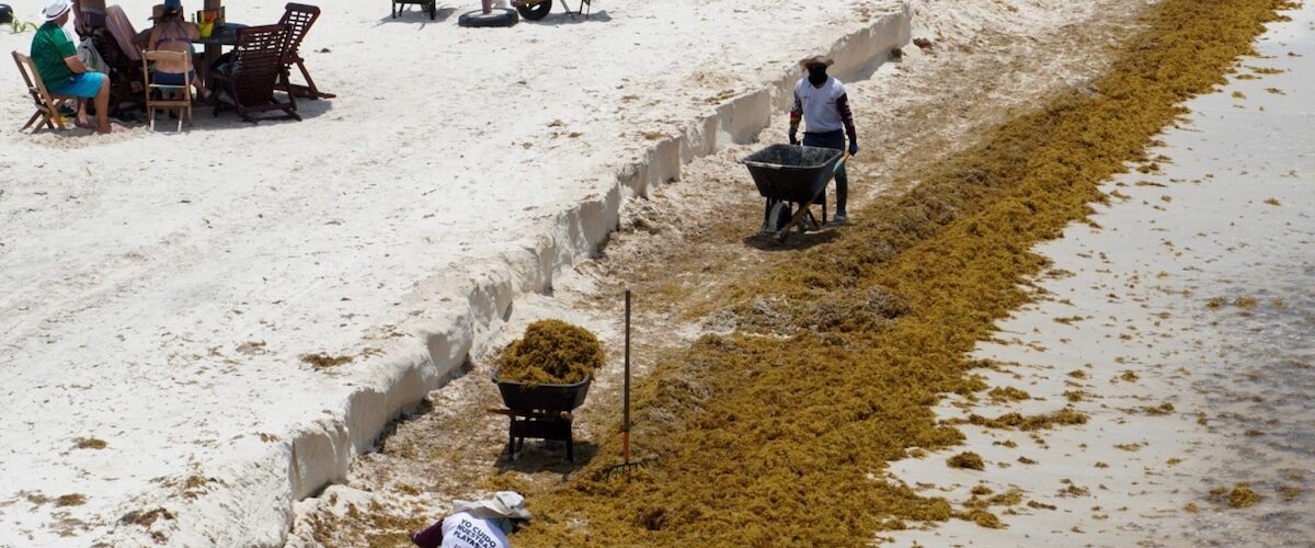 Sargazo afecta costas de Quintana Roo y sus efectos en el turismo
