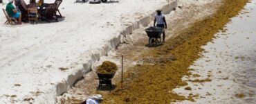 Sargazo afecta costas de Quintana Roo y sus efectos en el turismo