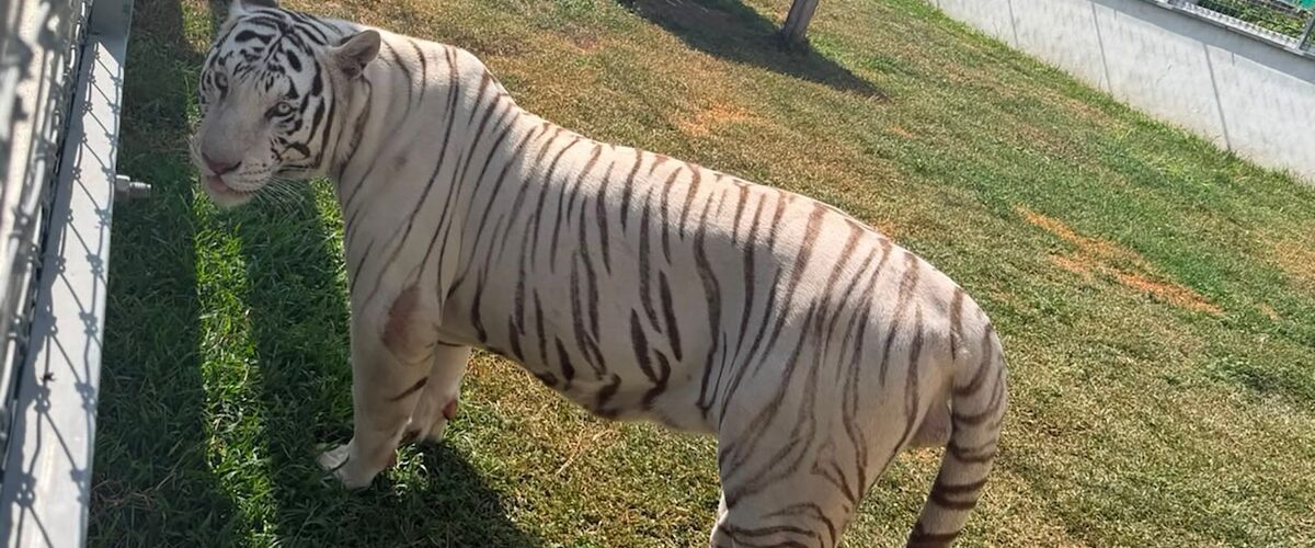 Rescatan animales exóticos y descubren gasolinera clandestina en Tamaulipas