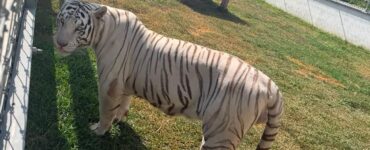 Rescatan animales exóticos y descubren gasolinera clandestina en Tamaulipas