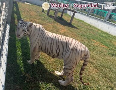 Rescatan animales exóticos y descubren gasolinera clandestina en Tamaulipas