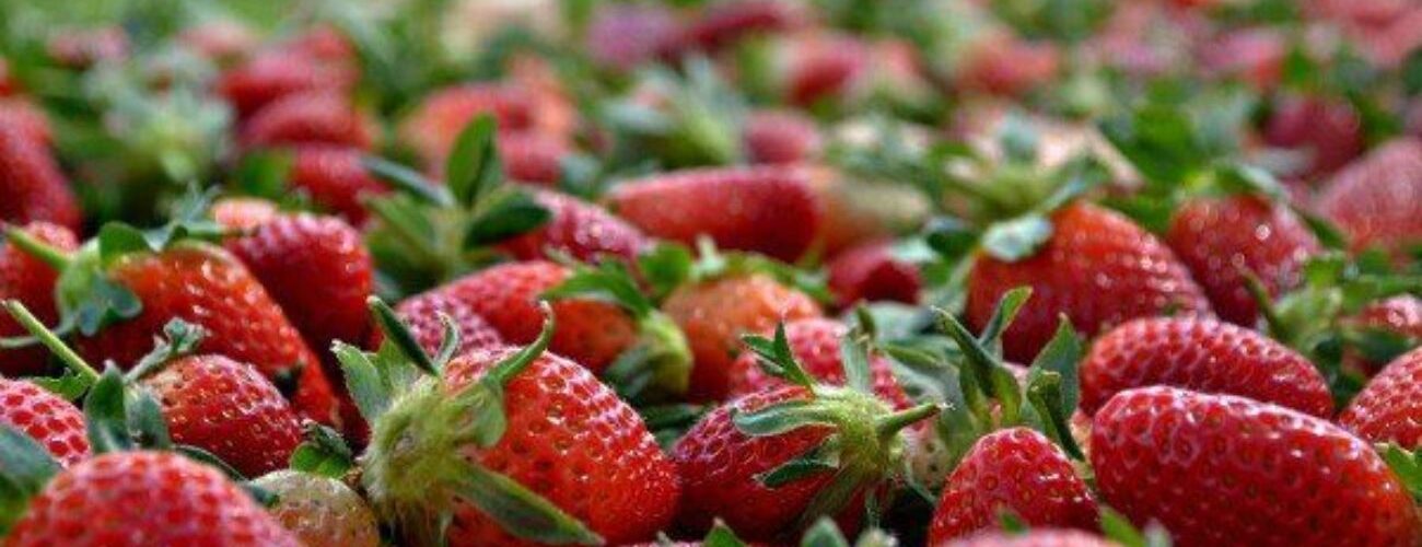 La economía mexicana se enfrenta a un posible dumping de fresas por parte de Estados Unidos, lo que genera preocupación.