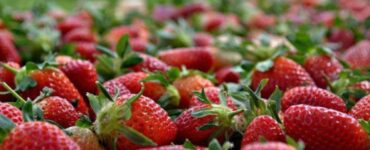 La economía mexicana se enfrenta a un posible dumping de fresas por parte de Estados Unidos, lo que genera preocupación.