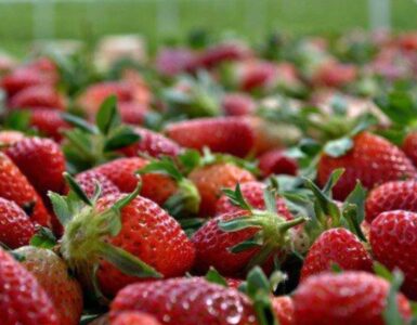 La economía mexicana se enfrenta a un posible dumping de fresas por parte de Estados Unidos, lo que genera preocupación.