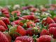 La economía mexicana se enfrenta a un posible dumping de fresas por parte de Estados Unidos, lo que genera preocupación.