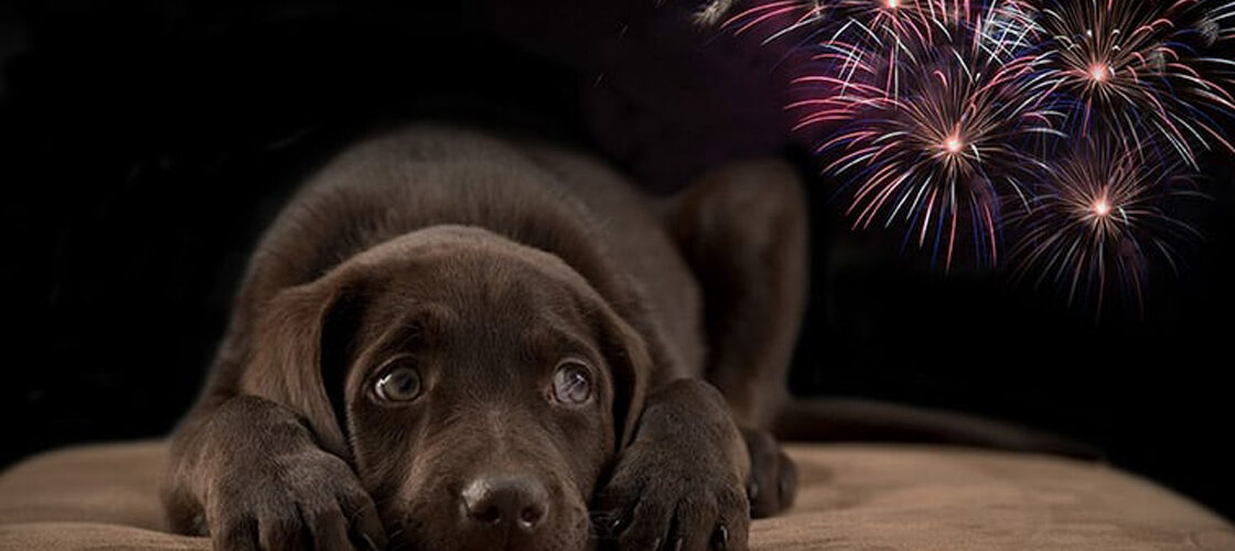 Descubre estrategias efectivas para calmar a tus perros durante los ruidosos festejos con cuetes y fuegos artificiales.