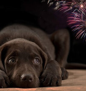 Descubre estrategias efectivas para calmar a tus perros durante los ruidosos festejos con cuetes y fuegos artificiales.