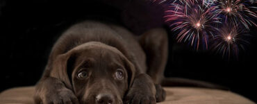 Descubre estrategias efectivas para calmar a tus perros durante los ruidosos festejos con cuetes y fuegos artificiales.