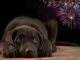 Descubre estrategias efectivas para calmar a tus perros durante los ruidosos festejos con cuetes y fuegos artificiales.