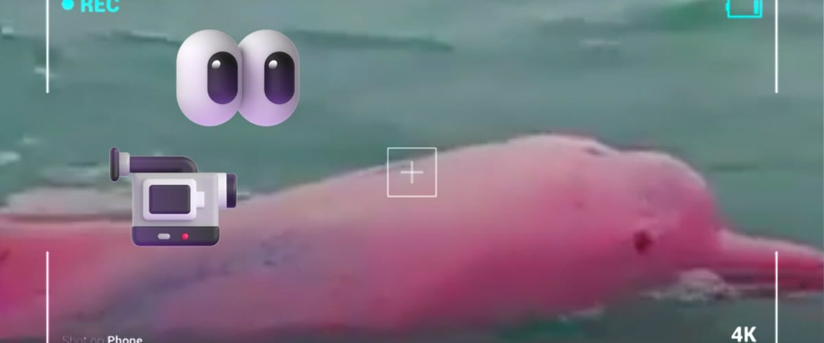 El avistamiento de un delfín rosa en Omán ha sorprendido a todos. Expertos opinan sobre la veracidad del video viral.