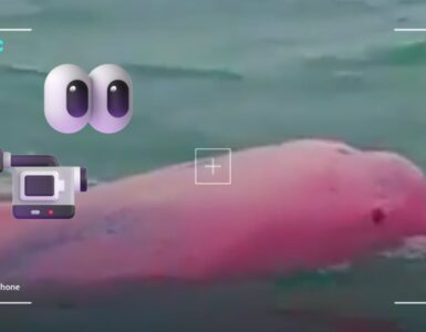 El avistamiento de un delfín rosa en Omán ha sorprendido a todos. Expertos opinan sobre la veracidad del video viral.