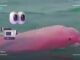 El avistamiento de un delfín rosa en Omán ha sorprendido a todos. Expertos opinan sobre la veracidad del video viral.